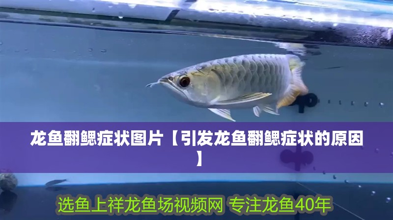 龍魚翻鰓癥狀圖片【引發龍魚翻鰓癥狀的原因】