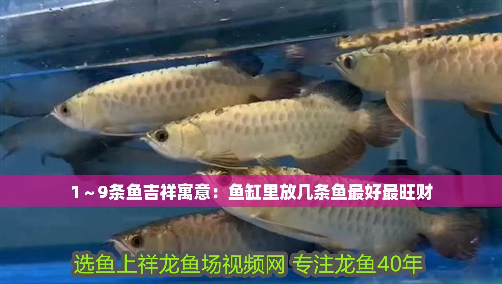 1～9條魚吉祥寓意：魚缸里放幾條魚最好最旺財