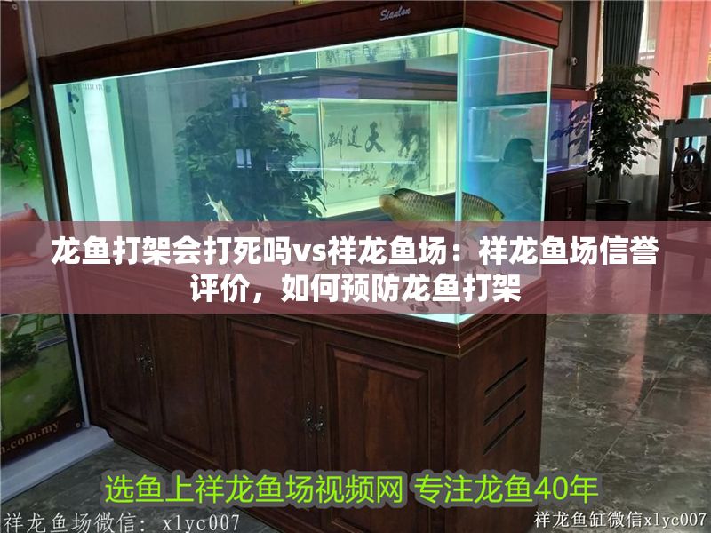 龍魚打架會打死嗎vs祥龍魚場：祥龍魚場信譽評價，如何預防龍魚打架