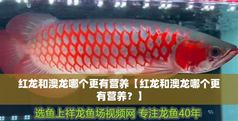 紅龍和澳龍哪個更有營養(yǎng)【紅龍和澳龍哪個更有營養(yǎng)？】 紅龍和澳龍哪個更有營養(yǎng)【紅龍和澳龍哪個更有營養(yǎng)？】 龍魚論壇