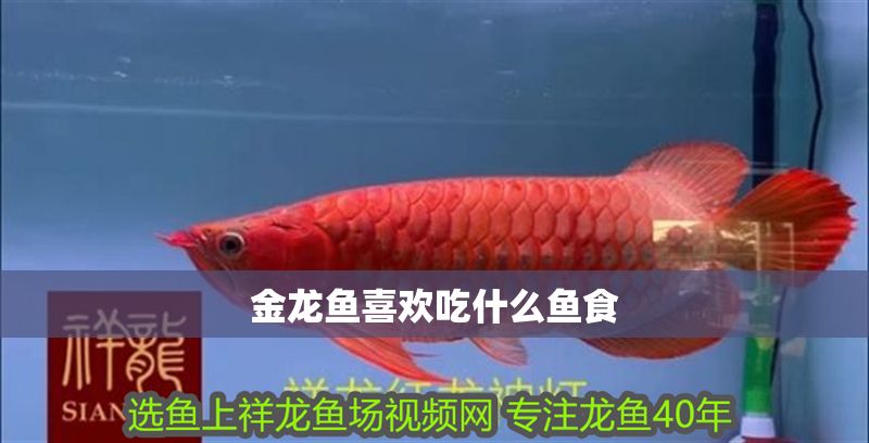 金龍魚喜歡吃什么魚食
