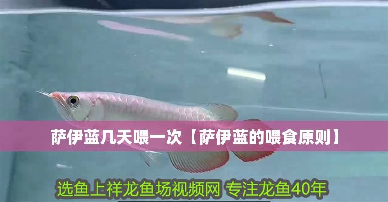 薩伊藍幾天喂一次【薩伊藍的喂食原則】