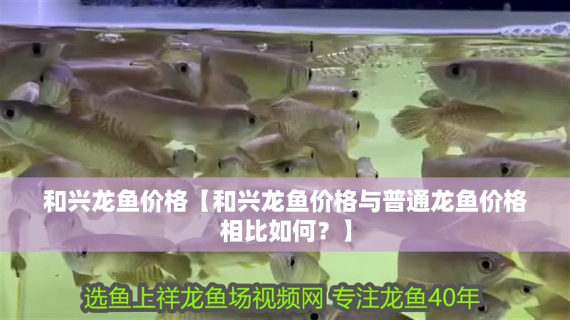 和興龍魚價格【和興龍魚價格與普通龍魚價格相比如何？】