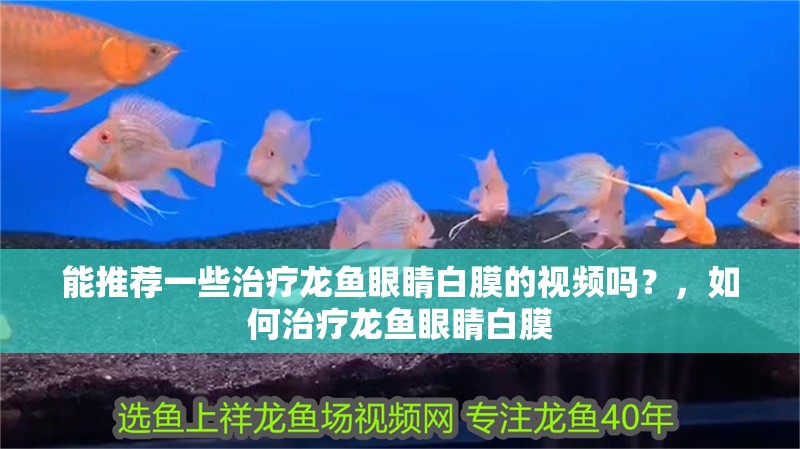 能推薦一些治療龍魚眼睛白膜的視頻嗎？，如何治療龍魚眼睛白膜
