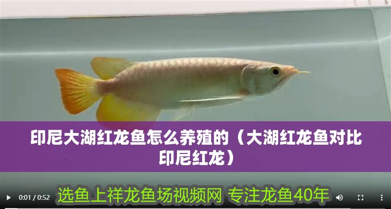 印尼大湖紅龍魚怎么養殖的（大湖紅龍魚對比印尼紅龍）