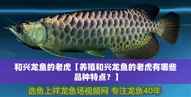 和興龍魚的老虎【養殖和興龍魚的老虎有哪些品種特點？】