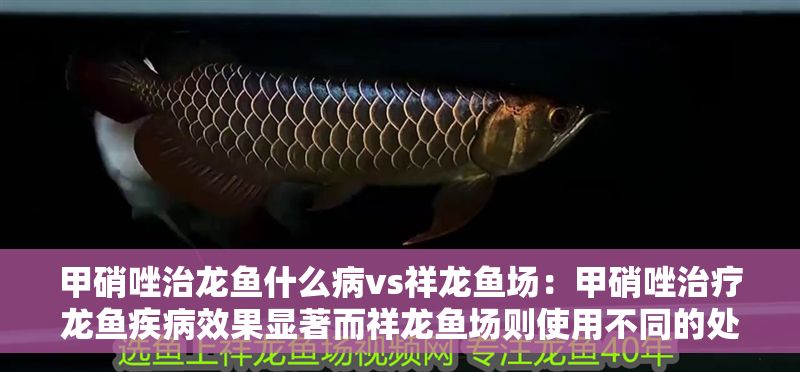 甲硝唑治龍魚(yú)什么病vs祥龍魚(yú)場(chǎng)：甲硝唑治療龍魚(yú)疾病效果顯著而祥龍魚(yú)場(chǎng)則使用不同的處理方法