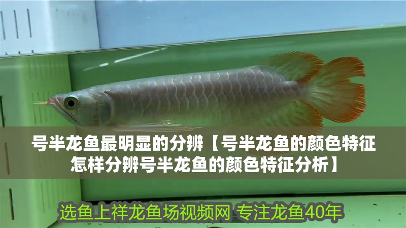 號半龍魚最明顯的分辨【號半龍魚的顏色特征怎樣分辨號半龍魚的顏色特征分析】