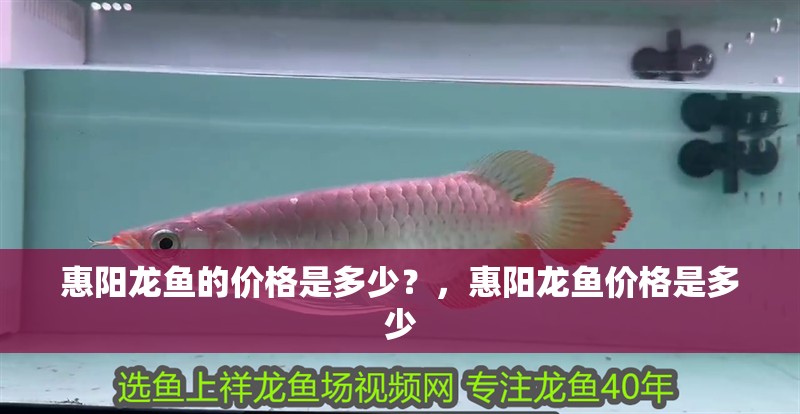 惠陽(yáng)龍魚(yú)的價(jià)格是多少？，惠陽(yáng)龍魚(yú)價(jià)格是多少