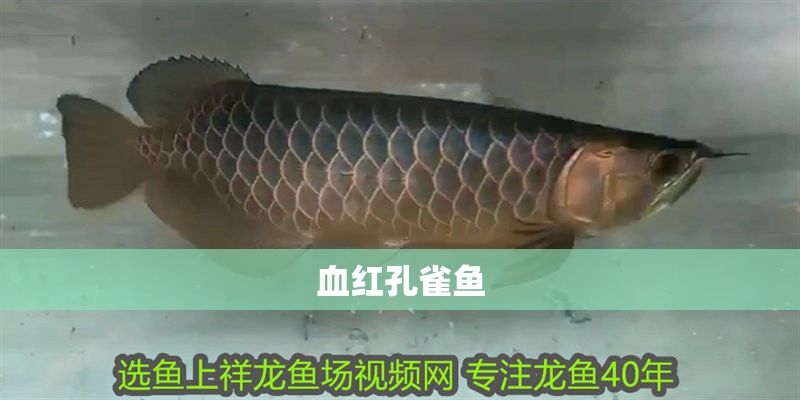 血紅孔雀魚