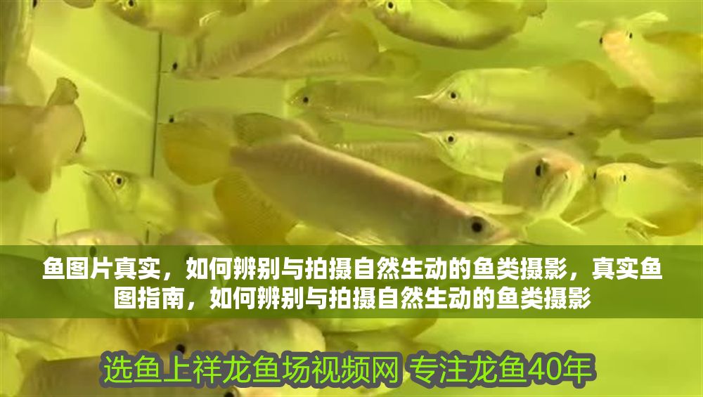 詳細閱讀:魚圖片真實,如何辨別與拍攝自然生動的魚類攝影,真實魚圖指南,如何辨別與拍攝自然生動的魚類攝影 魚圖片真實,如何辨別與拍攝自然生動的魚類攝影,真實魚圖指南,如何辨別與拍攝自然生動的魚類攝影