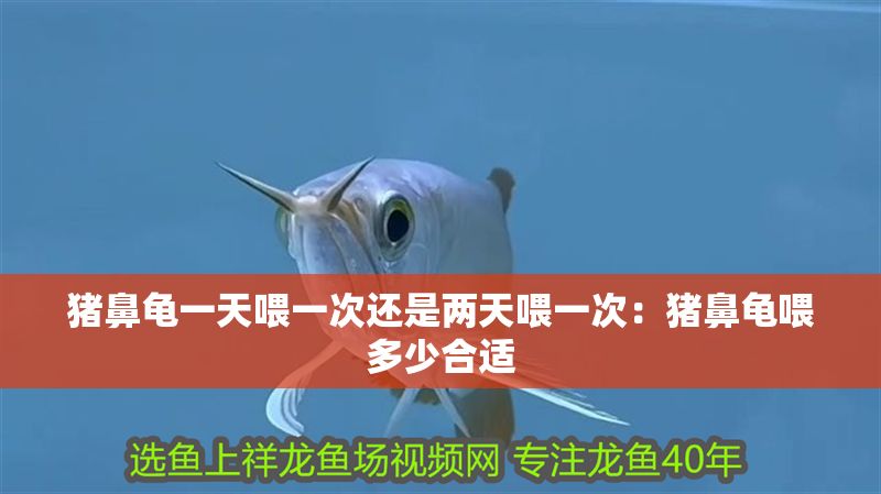 豬鼻龜一天喂一次還是兩天喂一次：豬鼻龜喂多少合適