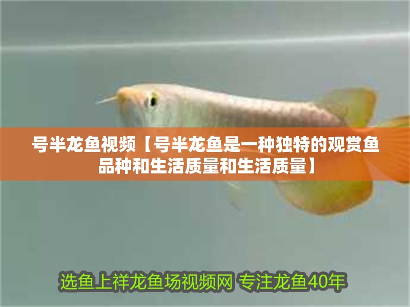 號半龍魚視頻【號半龍魚是一種獨特的觀賞魚品種和生活質量和生活質量】