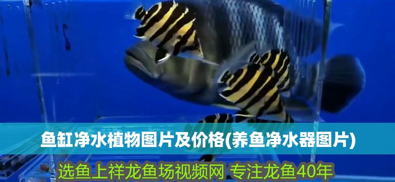 魚缸凈水植物圖片及價格(養(yǎng)魚凈水器圖片) 魚缸凈水植物圖片及價格(養(yǎng)魚凈水器圖片) 錦鯉魚百科 第1張