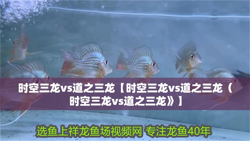 時空三龍vs道之三龍【時空三龍vs道之三龍（時空三龍vs道之三龍》】