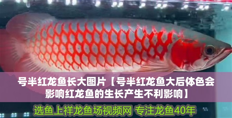 號半紅龍魚長大圖片【號半紅龍魚大后體色會影響紅龍魚的生長產生不利影響】