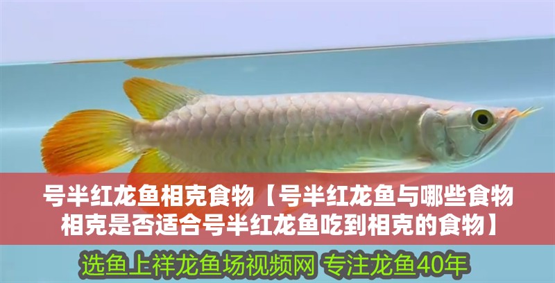 號半紅龍魚相克食物【號半紅龍魚與哪些食物相克是否適合號半紅龍魚吃到相克的食物】