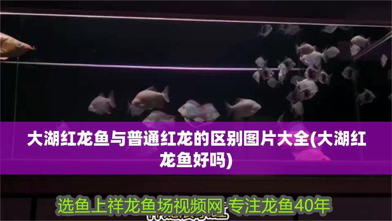 大湖紅龍魚與普通紅龍的區別圖片大全(大湖紅龍魚好嗎)