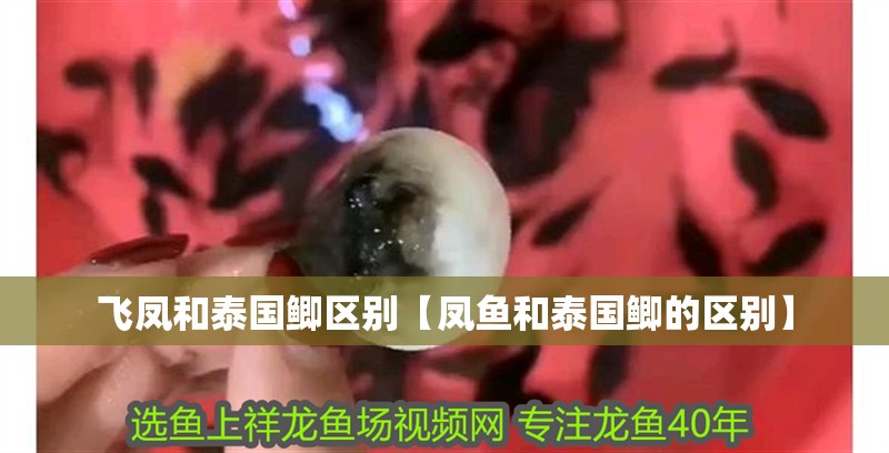 飛鳳和泰國鯽區別【鳳魚和泰國鯽的區別】