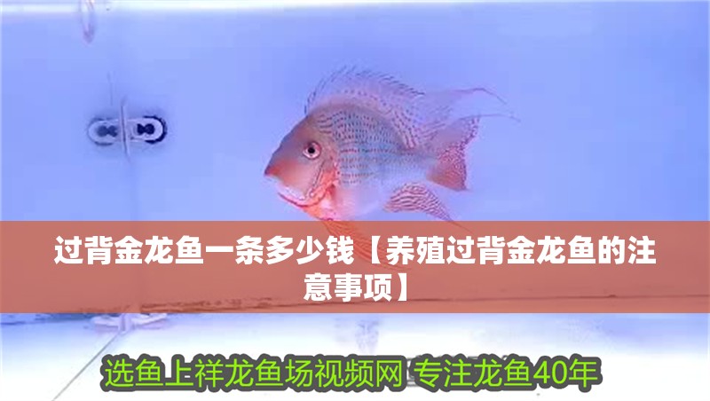 過背金龍魚一條多少錢【養殖過背金龍魚的注意事項】