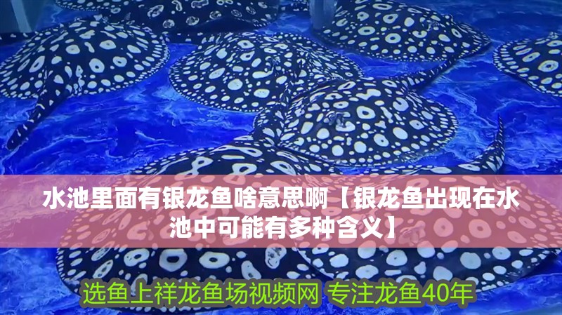 水池里面有銀龍魚啥意思啊【銀龍魚出現在水池中可能有多種含義】