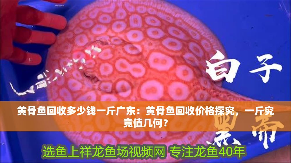 黃骨魚回收多少錢一斤廣東：黃骨魚回收價格探究，一斤究竟值幾何？