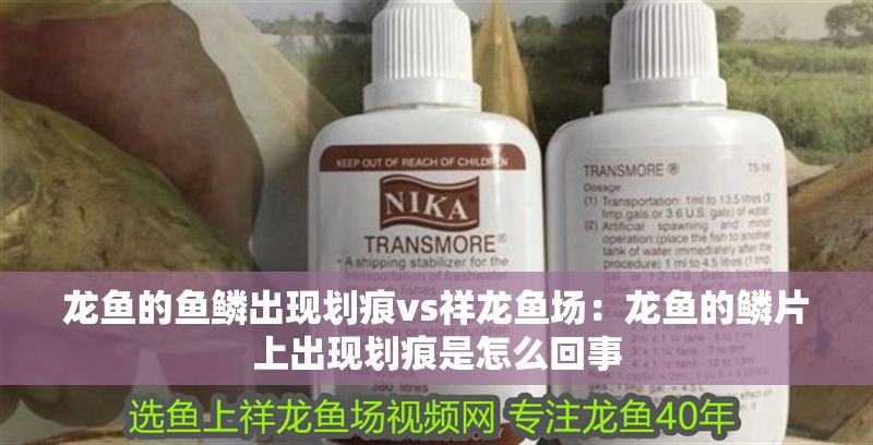 龍魚的魚鱗出現劃痕vs祥龍魚場：龍魚的鱗片上出現劃痕是怎么回事