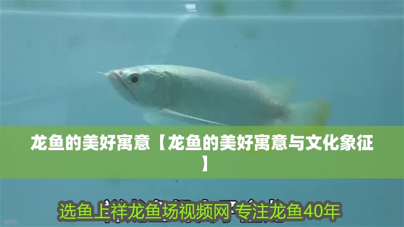 龍魚的美好寓意【龍魚的美好寓意與文化象征】