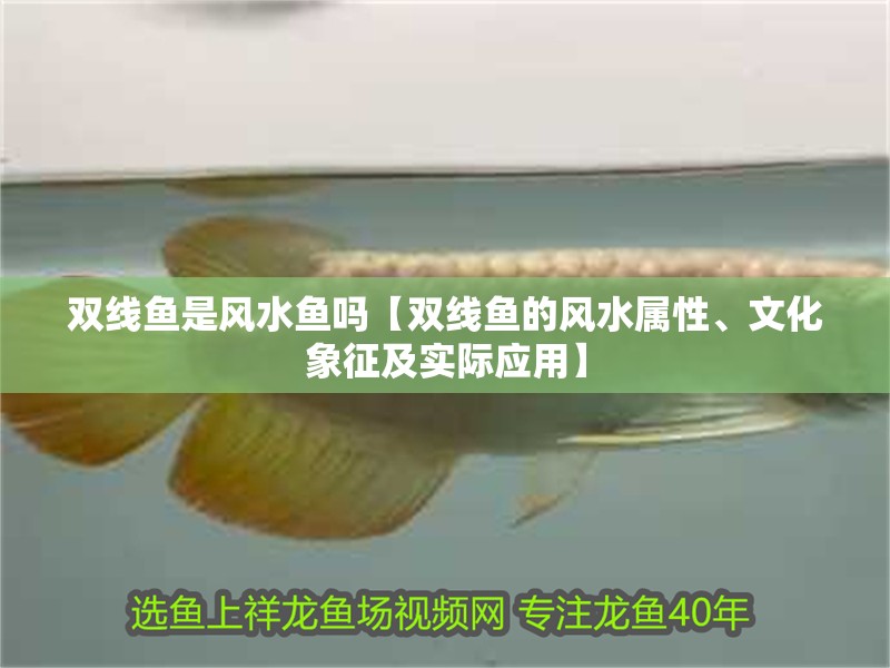 雙線魚是風水魚嗎【雙線魚的風水屬性、文化象征及實際應用】