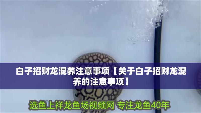 白子招財龍混養注意事項【關于白子招財龍混養的注意事項】