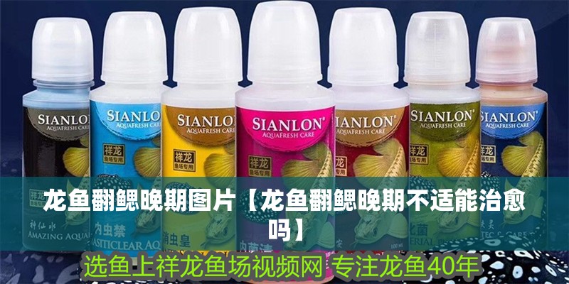 龍魚翻鰓晚期圖片【龍魚翻鰓晚期不適能治愈嗎】