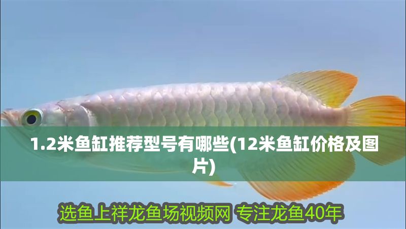 1.2米魚缸推薦型號有哪些(12米魚缸價格及圖片)