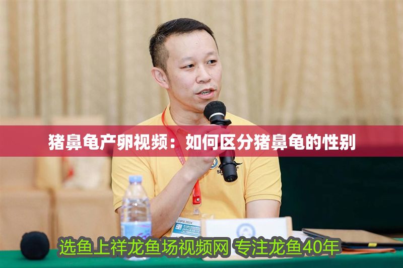 豬鼻龜產(chǎn)卵視頻：如何區(qū)分豬鼻龜?shù)男詣e