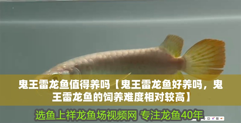 鬼王雷龍魚值得養(yǎng)嗎【鬼王雷龍魚好養(yǎng)嗎，鬼王雷龍魚的飼養(yǎng)難度相對較高】