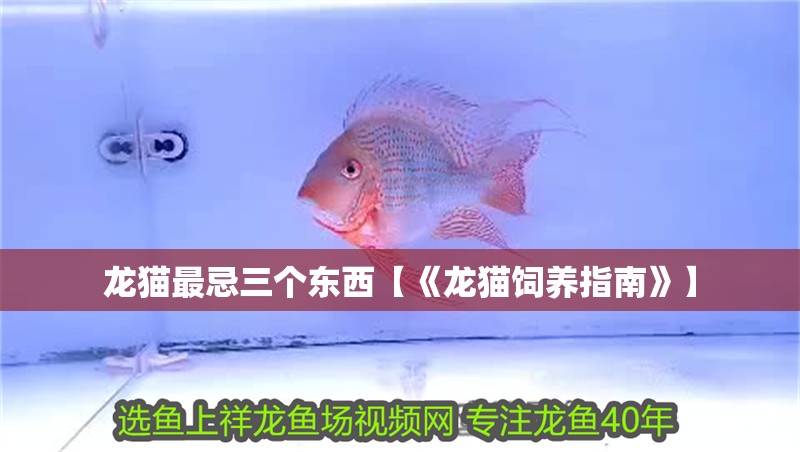 龍貓最忌三個東西【《龍貓飼養指南》】