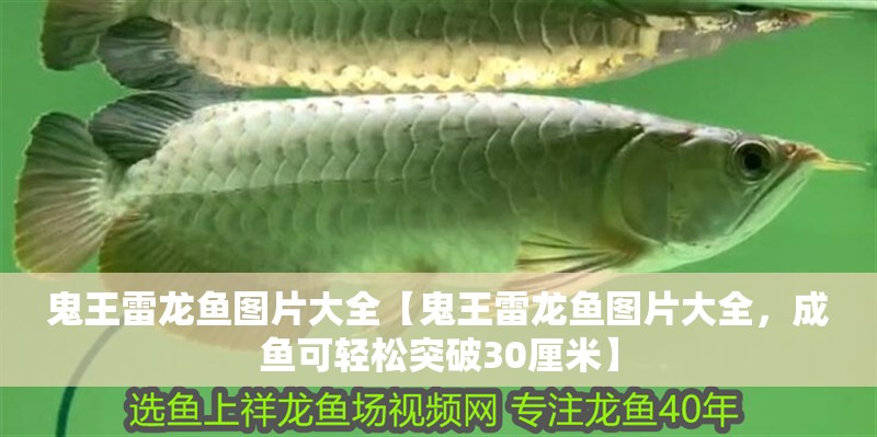 鬼王雷龍魚圖片大全【鬼王雷龍魚圖片大全，成魚可輕松突破30厘米】