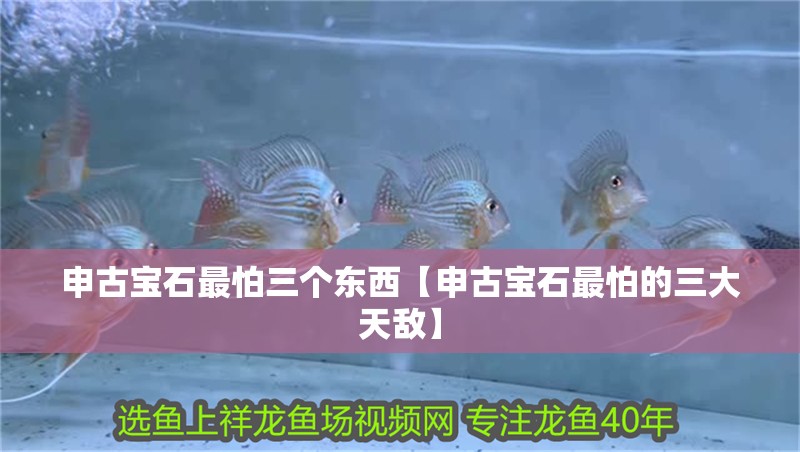 申古寶石最怕三個東西【申古寶石最怕的三大天敵】