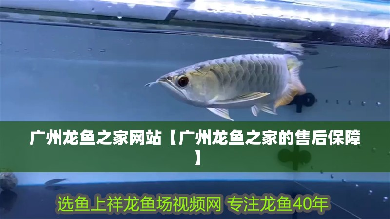 廣州龍魚之家網站【廣州龍魚之家的售后保障】