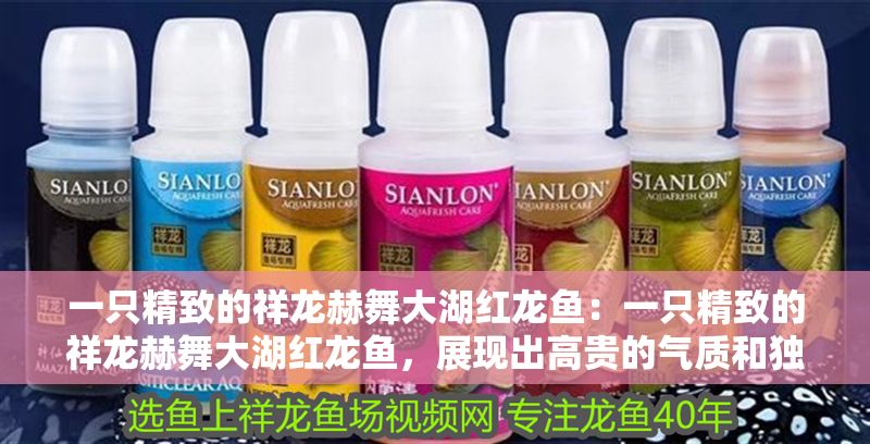 一只精致的祥龍赫舞大湖紅龍魚：一只精致的祥龍赫舞大湖紅龍魚，展現(xiàn)出高貴的氣質(zhì)和獨(dú)特的美感 一只精致的祥龍赫舞大湖紅龍魚：一只精致的祥龍赫舞大湖紅龍魚，展現(xiàn)出高貴的氣質(zhì)和獨(dú)特的美感 大湖紅龍魚百科 第2張