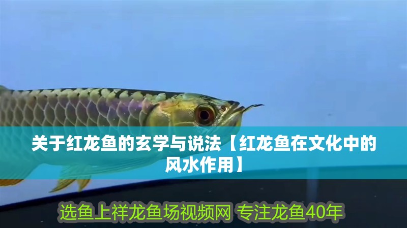 關于紅龍魚的玄學與說法【紅龍魚在文化中的風水作用】