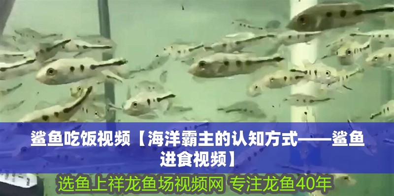 鯊魚吃飯視頻【海洋霸主的認知方式——鯊魚進食視頻】