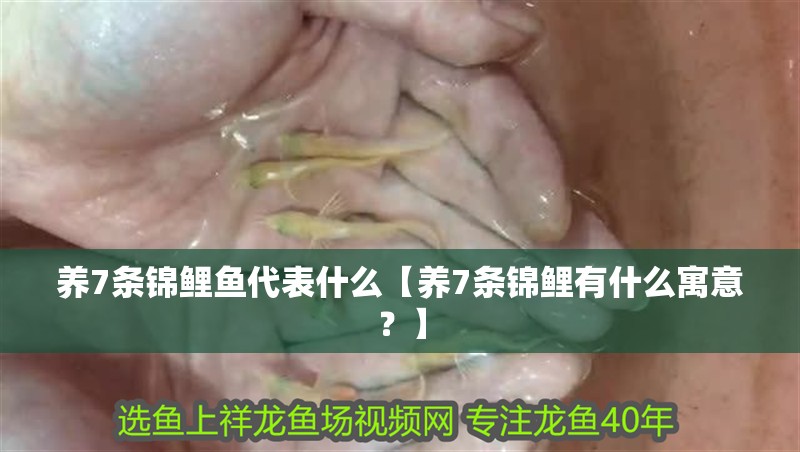 養7條錦鯉魚代表什么【養7條錦鯉有什么寓意？】