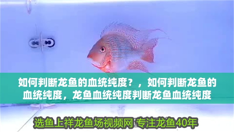 如何判斷龍魚的血統純度？，如何判斷龍魚的血統純度，龍魚血統純度判斷龍魚血統純度
