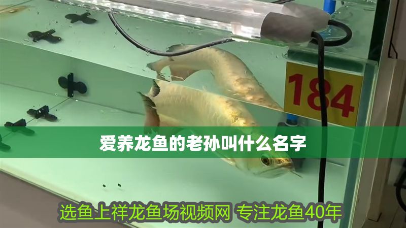 愛養龍魚的老孫叫什么名字
