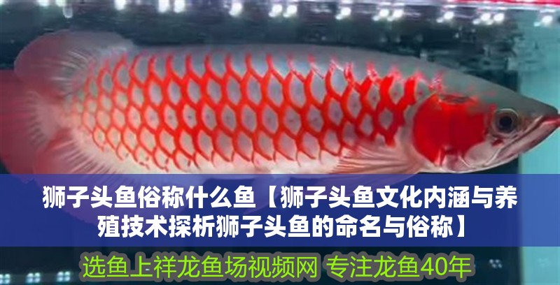 獅子頭魚俗稱什么魚【獅子頭魚文化內涵與養殖技術探析獅子頭魚的命名與俗稱】