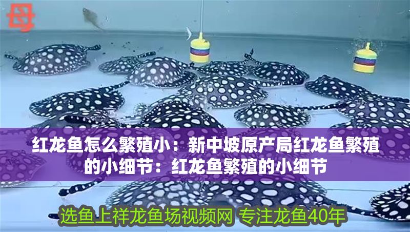 紅龍魚怎么繁殖小：新中坡原產(chǎn)局紅龍魚繁殖的小細(xì)節(jié)：紅龍魚繁殖的小細(xì)節(jié)