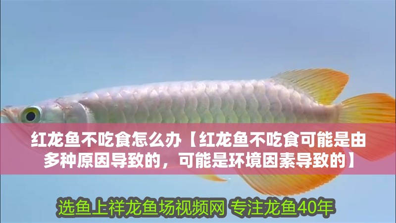 紅龍魚不吃食怎么辦【紅龍魚不吃食可能是由多種原因導致的，可能是環境因素導致的】
