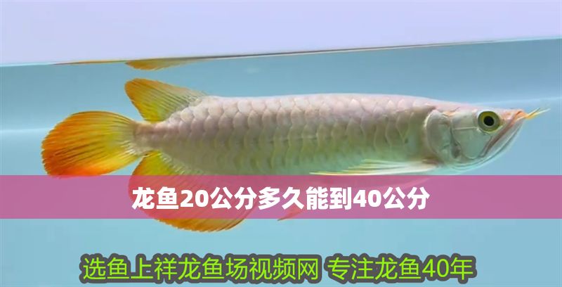 龍魚20公分多久能到40公分