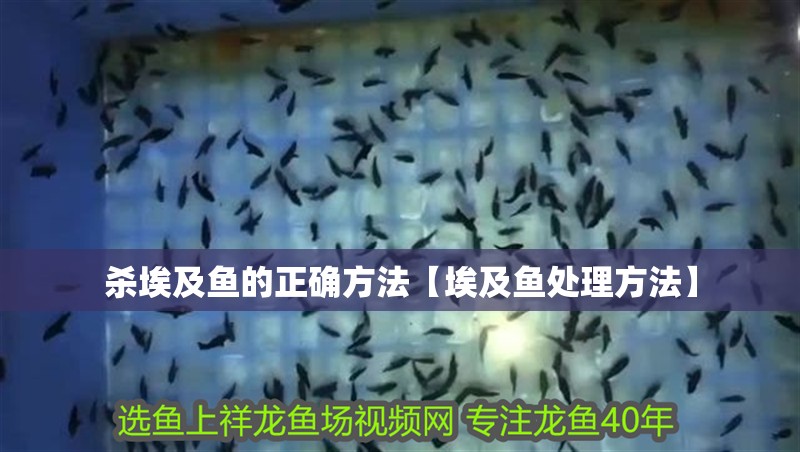 殺埃及魚的正確方法【埃及魚處理方法】