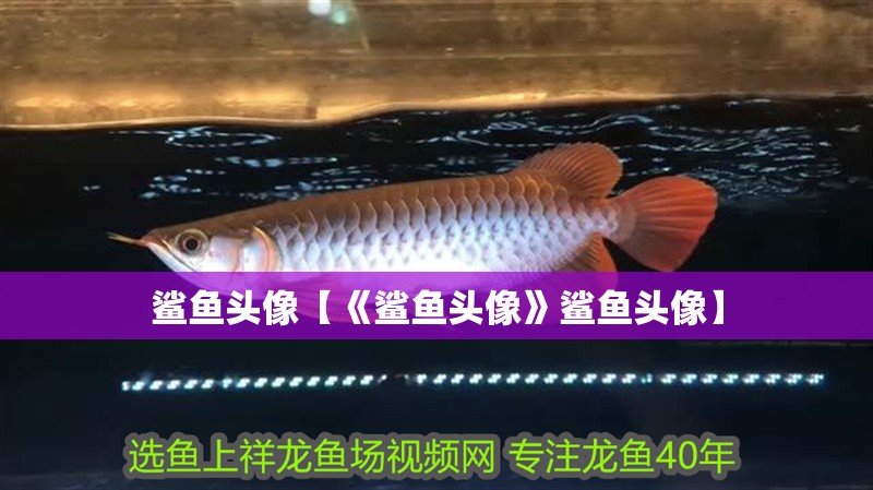 鯊魚頭像【《鯊魚頭像》鯊魚頭像】